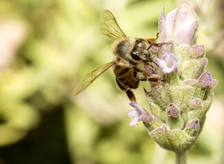 Abelha em um flor de lavanda.  A abelha amarela ou abelha italiana amarela, a abelha italiana é...