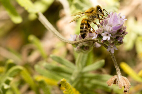 Abelha em um flor de lavanda.  A abelha amarela ou abelha italiana amarela, a abelha italiana &eacute; uma esp&eacute;cie proveniente do sul da Europa. Mata Atl&acirc;ntica Brasileira, S&atilde;o Paulo, Brasil. 