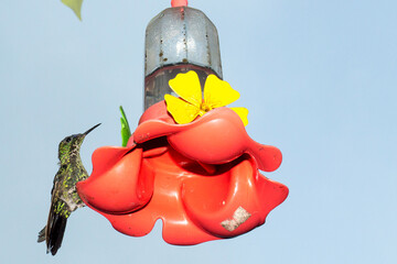 O beija-flor-tesoura-verde é uma ave que pode medir aproximadamente 10 cm de comprimento e se...