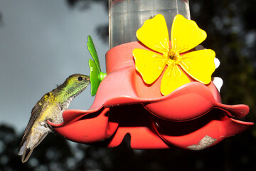 O beija-flor-tesoura-verde é uma ave que pode medir aproximadamente 10 cm de comprimento e se alimenta de flores e insetos. 
