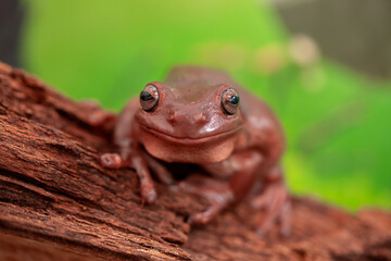 An Australian tree frog sits on the bark of a tree. The frog turns around and looks at the camera.