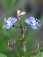 Brooklime, Veronica beccabunga, also known as European speedwell, wild aquatic plant from Finland