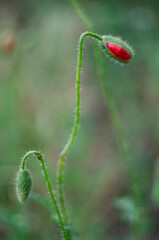 A poppy flower that has just begun to bloom