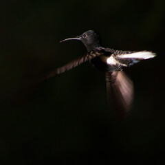 O jacobino preto é uma espécie de beija-flor da família Trochilidae. Mata Atlântica brasileira. São Paulo, Brasil.