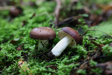 Burning Brittlegill, Russula badia, wild mushroom from Finland