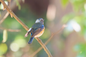 幸せの青い鳥、可愛いルリビタキ（ヒタキ科）。

日本国千葉県市川市、大町公園自然観察園にて。
2024年1月6日撮影。

A happy blue bird, the lovely Red-flanked Bluetail (Tarsiger cyanurus, family comprising flycatchers).

At Omachi park natural observation 