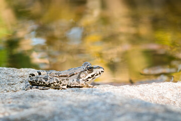 A frog sits on a large stone by the pond