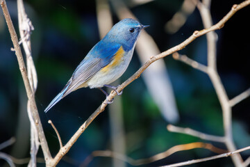 幸せの青い鳥、可愛いルリビタキ（ヒタキ科）。

日本国千葉県市川市、大町公園自然観察園にて。
2024年1月6日撮影。

A happy blue bird, the lovely Red-flanked Bluetail (Tarsiger cyanurus, family comprising flycatchers).

At Omachi park natural observation 