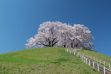 古墳の上に咲く桜の木