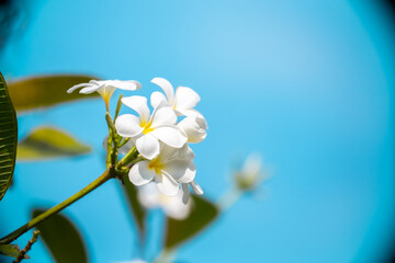 Plumeria flower against the sky. White tropical frangipani flower. Tropical landscape of beautiful plants and flowers.