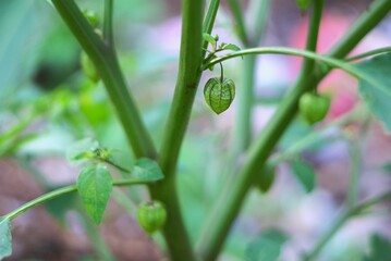close up image of a balloon cherry or Physalis angulata plant in the field