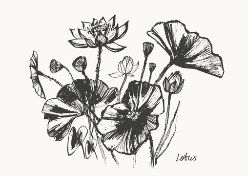 Hand drawn ink brush painting of lotus flowers, buds, leaves, branches