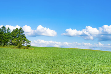 夏の北海道美瑛・富良野　広大な田園風景