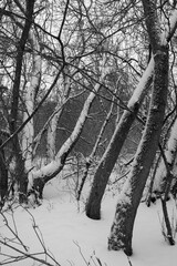 Deciduous forest in winter, bare branches, trunks covered with snow, fairy-tale atmosphere, black...
