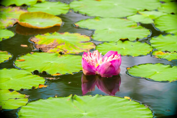 Lotus pond. Water lily close up. Sacred lotus flower in Buddhism. Calmness and tranquility. Spa treatments, yoga, meditation. Tropical nature.