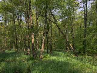 Young deciduous forest in summer, lush green bushes and grass with numerous shadows and glare from the sun, beautiful forest landscape