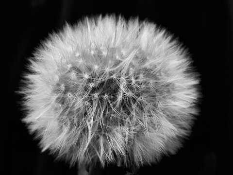 A bud of a fluffy dandelion photographed close up, a black and white photograph of a beautiful summer flower