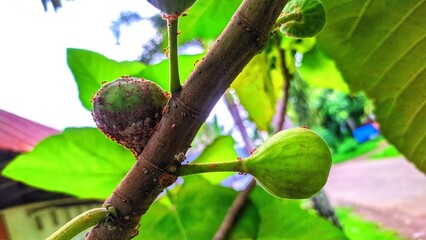 Figs plant