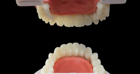 Point of View from inside Artificial Tooth Plastic jaw decay. POV inside Teeth of dental jaw model. Black background isolated