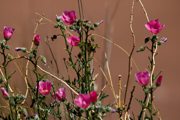 pink flowers in a garden