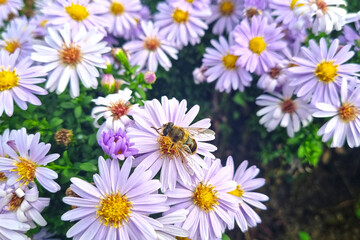 A bee sits on a blooming flower in the park.