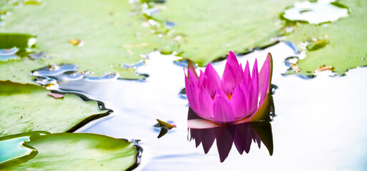 Lotus pond. Water lily close up. Sacred lotus flower in Buddhism. Calmness and tranquility. Spa...