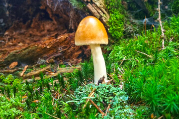 View of a small mushroom in green moss.
