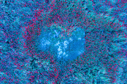 Aerial shot of a floral pattern with a natural heart shape formed by a cluster of blue flowers amidst a field of red blooms
