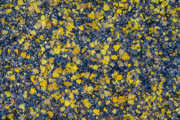 Autumn leaves scattered on the ground a mosaic of yellow and brown hues signaling the change of seasons