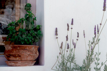 clay natural pot with mint plant on window seal, lavender on whitewashed house wall background