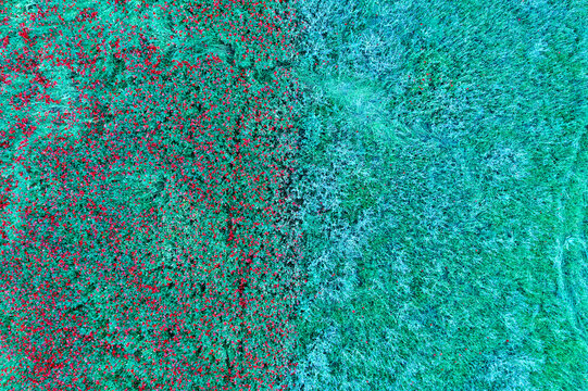 Aerial perspective of a lush field with a scattered pattern of red wildflowers contrasting against vibrant green grass