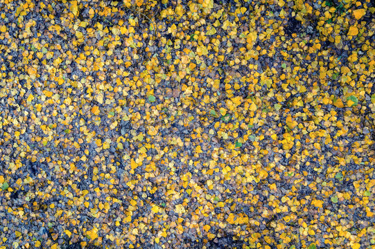 Overhead view of a forest floor blanketed with yellow autumn leaves a symbol of the fall season arrival
