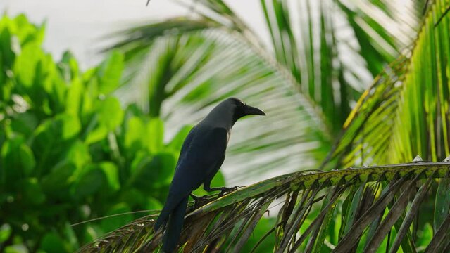 House crow perches on palm frond in tropical habitat. Corvus splendens oversees lush garden, exemplifies urban wildlife interaction, serene nature moment. Birdwatching scene captures avian beauty.