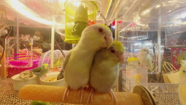 Bangkok, Thailand - SEP 15, 2023 - Many exotic animals at the event at T - Rex Exotic World, 2023, Central Ladprao, Bangkok, Thailand.