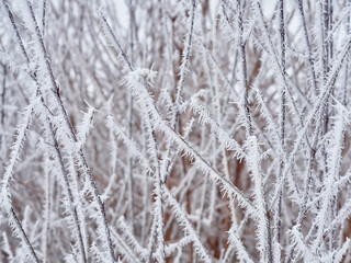 Frost on the branches of a bush