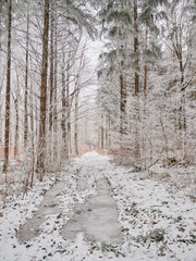 Path in the winter forest. The trees are covered with frost.