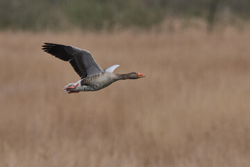 Fliegende Graugans in der Abendsonne	