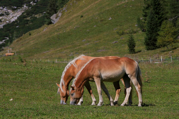 Haflinger Pferde auf Almwiese, Italien, Europa
