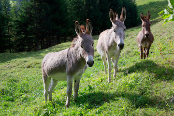 Naklejka na ściany i meble Hausesel (Equus asinus asinus) drei Tiere auf Weide 