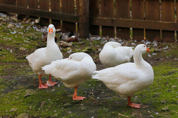 Hausgänse auf Bauernhof, Bayern, Deutschland 
