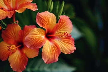 Fototapeta na wymiar A close up view of a bunch of vibrant orange flowers. Perfect for adding a pop of color to any project or design