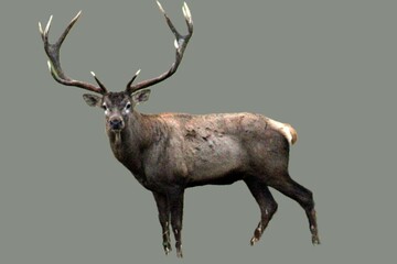 European red deer. Wild animals and nature. Unique image for decoration