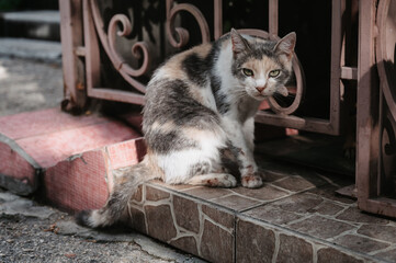 A spotted street cat walking along the street near the fence. Gurzuf cats.