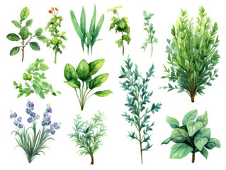 Fototapeta na wymiar Various Types of Plants on a White Background