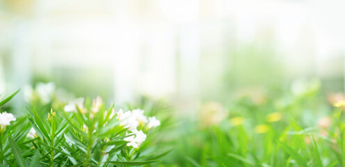 Blur of green garden flower background and  abstract window glass