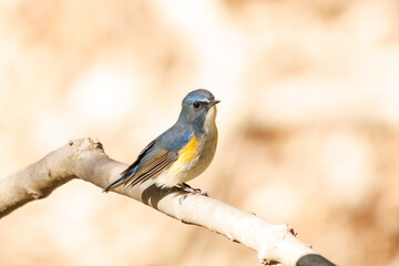 幸せの青い鳥、可愛いルリビタキ（ヒタキ科）。

日本国千葉県市川市、大町公園自然観察園にて。
2024年1月6日撮影。

A happy blue bird, the lovely Red-flanked Bluetail (Tarsiger cyanurus, family comprising flycatchers).

At Omachi park natural observation 