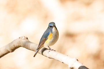 幸せの青い鳥、可愛いルリビタキ（ヒタキ科）。

日本国千葉県市川市、大町公園自然観察園にて。
2024年1月6日撮影。

A happy blue bird, the lovely Red-flanked Bluetail (Tarsiger cyanurus, family comprising flycatchers).

At Omachi park natural observation 