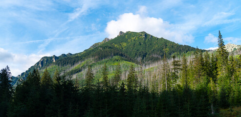 mountain view forest landscape Poland Zakopane © Андрей Трубицын