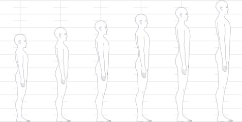 Foto op Canvas 横から見た人間の身長バランス。 6.5頭身7頭身8頭身9頭身の 男性体形のイラスト © hiro