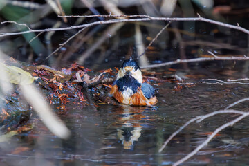水浴びする可愛いヤマガラ（シジュウカラ科）。

日本国千葉県市川市、大町公園自然観察園にて。
2024年1月6日撮影。

Lovely Varied Tit (Sittiparus varius, family comprising tits) bathing in water.

At Omachi park natural observation garden, Ichikawa, Chiba